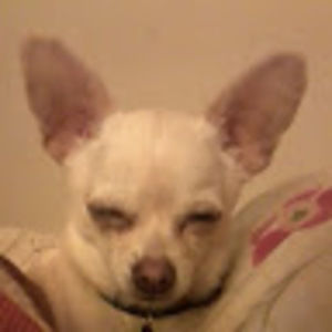 Meet your Posher, Frances